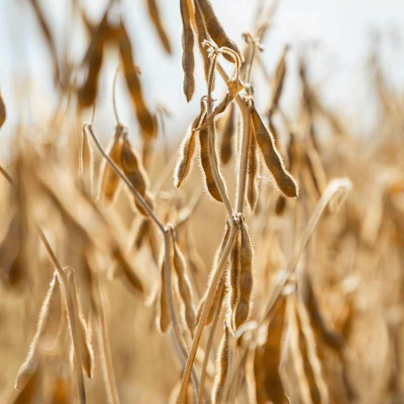Soybean Desiccation