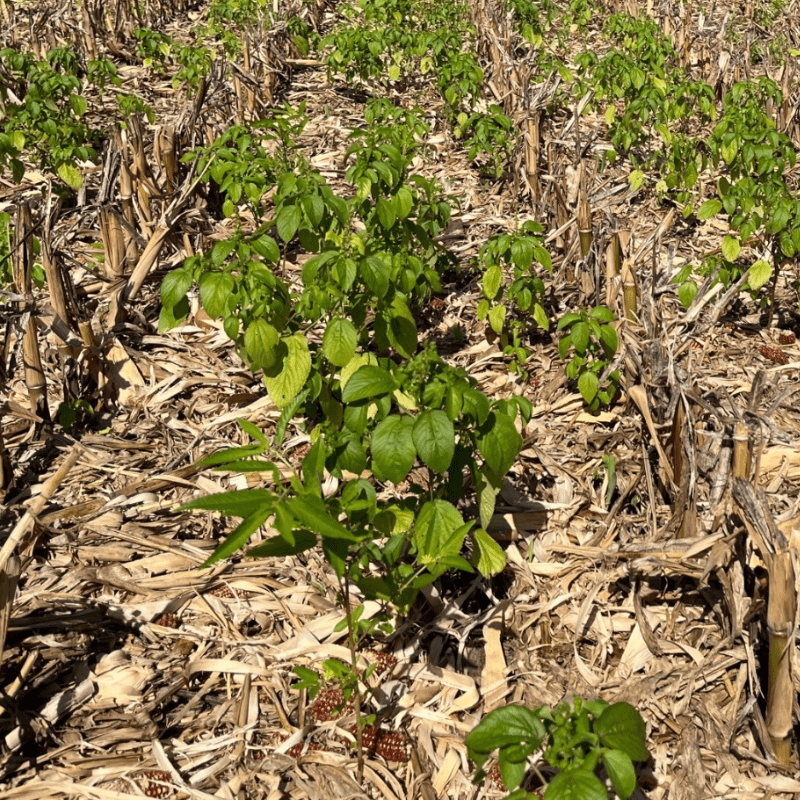 Weed Control Blog Image